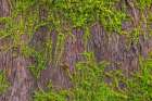 USA, Washington State, Seabeck, Scenic Beach State Park. Moss on madrone tree. Art Print